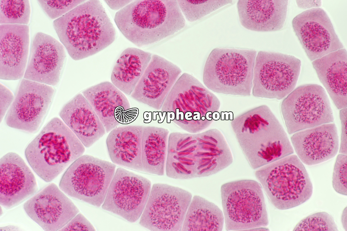 Mitose racine d'Ail x200 - gryphea.com